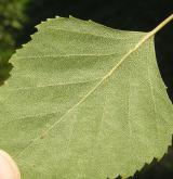 bříza bělokorá <i>(Betula pendula)</i> / List