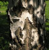 bříza bělokorá <i>(Betula pendula)</i> / Borka kmene