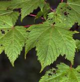 javor význačný <i>(Acer argutum)</i> / List