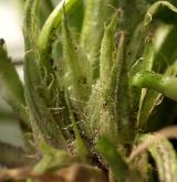 violka křovištní <i>(Viola suavis)</i> / Ostatní