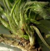 violka křovištní <i>(Viola suavis)</i> / Ostatní