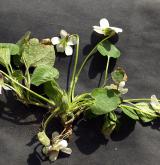 violka křovištní <i>(Viola suavis)</i> / Habitus