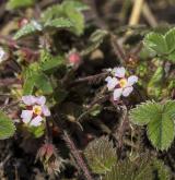 mochna malokvětá <i>(Potentilla micrantha)</i> / Habitus