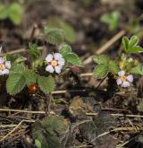 mochna malokvětá <i>(Potentilla micrantha)</i> / Habitus