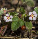 mochna malokvětá <i>(Potentilla micrantha)</i> / Habitus