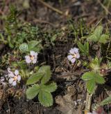 mochna malokvětá <i>(Potentilla micrantha)</i> / Habitus