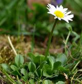 sedmikráska obecná <i>(Bellis perennis)</i>