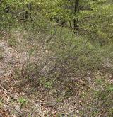 Mezofilní a suché křoviny nelesního prostředí <i>(Berberidion)</i> / Porost