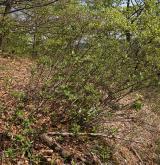 Mezofilní a suché křoviny nelesního prostředí <i>(Berberidion)</i> / Porost