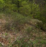 Mezofilní a suché křoviny nelesního prostředí <i>(Berberidion)</i> / Porost