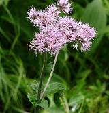 havez česnáčková <i>(Adenostyles alliariae)</i> / Květ/Květenství