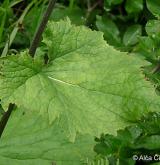 havez česnáčková <i>(Adenostyles alliariae)</i> / List