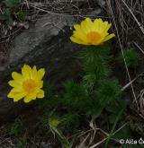 hlaváček jarní <i>(Adonis vernalis)</i> / Habitus