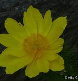 hlaváček jarní <i>(Adonis vernalis)</i> / Květ/Květenství