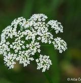 bršlice kozí noha <i>(Aegopodium podagraria)</i> / Květ/Květenství