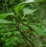 krušina olšová <i>(Frangula alnus)</i> / Květ/Květenství