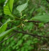krušina olšová <i>(Frangula alnus)</i> / Květ/Květenství