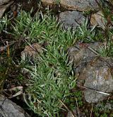 protěž nízká <i>(Gnaphalium supinum)</i> / Habitus