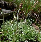 protěž nízká <i>(Gnaphalium supinum)</i> / Habitus