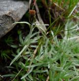 protěž nízká <i>(Gnaphalium supinum)</i> / Habitus