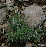 protěž nízká <i>(Gnaphalium supinum)</i> / Habitus