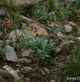 protěž nízká <i>(Gnaphalium supinum)</i> / Habitus