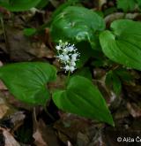 pstroček dvoulistý <i>(Maianthemum bifolium)</i> / Habitus