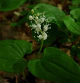 pstroček dvoulistý <i>(Maianthemum bifolium)</i> / Květ/Květenství