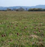 řebčík kostkovaný <i>(Fritillaria meleagris)</i> / Porost