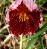 řebčík kostkovaný <i>(Fritillaria meleagris)</i> / Květ/Květenství