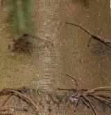 jedle ciliciaca <i>(Abies ciliciaca)</i> / Borka kmene