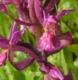 prstnatec bezový <i>(Dactylorhiza sambucina)</i> / Květ/Květenství