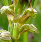 vemeníček zelený <i>(Coeloglossum viride)</i> / Květ/Květenství