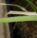 česnek  <i>(Allium roseum)</i> / List