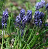 modřenec hroznatý <i>(Muscari neglectum)</i> / Habitus
