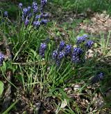 modřenec hroznatý <i>(Muscari neglectum)</i> / Habitus