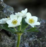 sasanka narcisokvětá <i>(Anemone narcissiflora)</i>