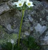 sasanka narcisokvětá <i>(Anemone narcissiflora)</i> / Květ/Květenství