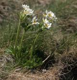 sasanka narcisokvětá <i>(Anemone narcissiflora)</i> / Habitus