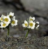 sasanka narcisokvětá <i>(Anemone narcissiflora)</i> / Habitus