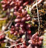 rozchodník bílý <i>(Sedum album)</i> / List