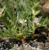 sivěnka přímořská <i>(Glaux maritima)</i> / Habitus