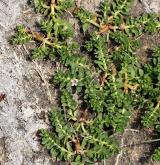 sivěnka přímořská <i>(Glaux maritima)</i> / Habitus