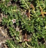 sivěnka přímořská <i>(Glaux maritima)</i> / Habitus