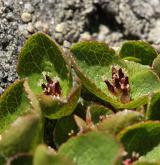 vrba bylinná <i>(Salix herbacea)</i> / Habitus