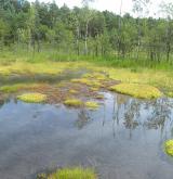 Mírně kyselá rašeliniště a rašelinné louky <i>(Caricion canescenti-nigrae)</i> / Porost