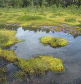 Mírně kyselá rašeliniště a rašelinné louky <i>(Caricion canescenti-nigrae)</i> / Porost