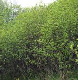 Mezofilní a suché křoviny nelesního prostředí <i>(Berberidion)</i> / Porost