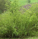 Mezofilní a suché křoviny nelesního prostředí <i>(Berberidion)</i> / Porost