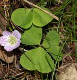 šťavel kyselý <i>(Oxalis acetosella)</i> / Habitus